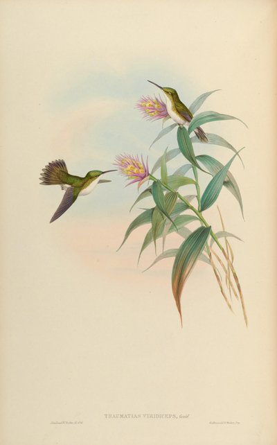 Amazilia leucogaster = Amazilia franciae viridiceps - John Gould